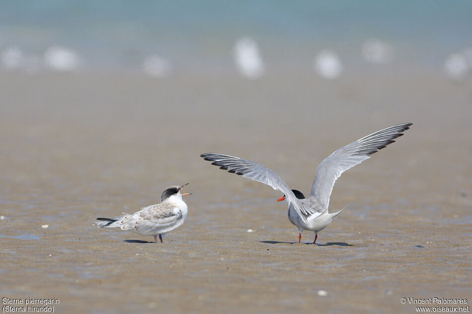 Common Tern, Reproduction-nesting