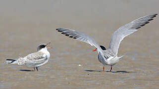 Common Tern