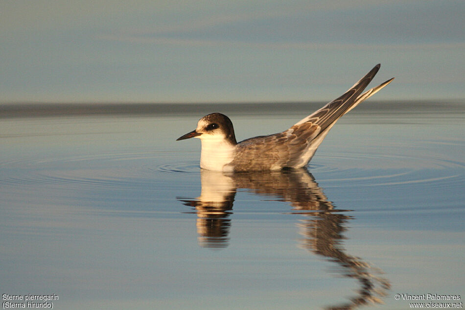 Common Ternjuvenile