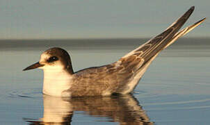 Common Tern