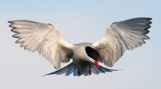 Common Tern