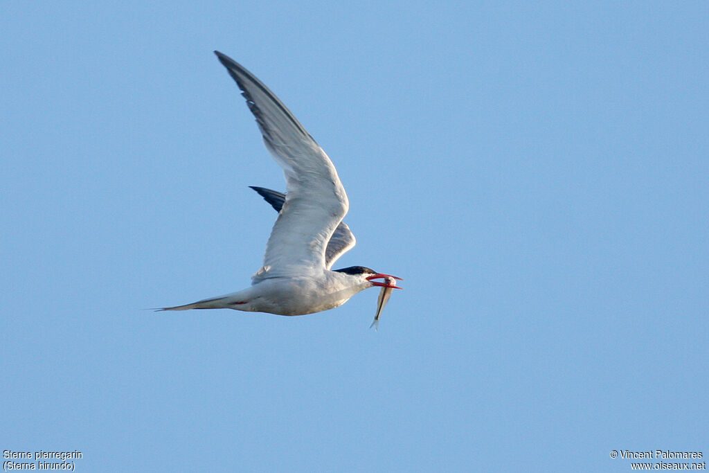 Common Tern