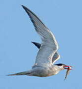 Common Tern