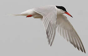 Common Tern