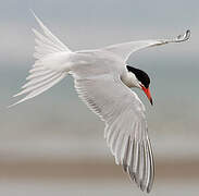 Common Tern