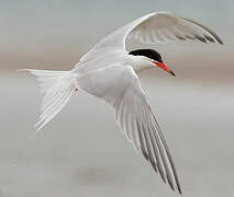 Common Tern