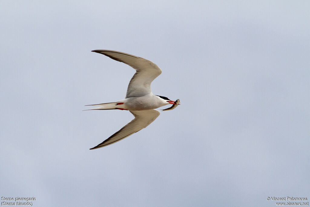 Common Ternadult, Flight, feeding habits