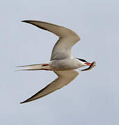 Common Tern