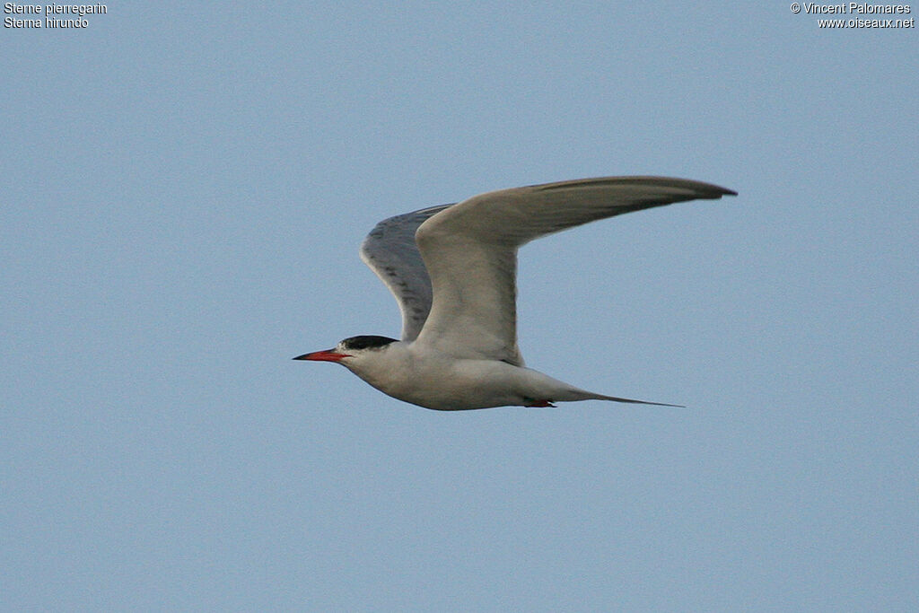 Common Tern