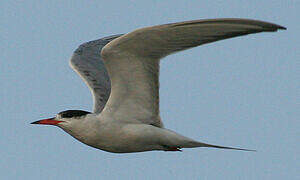 Common Tern