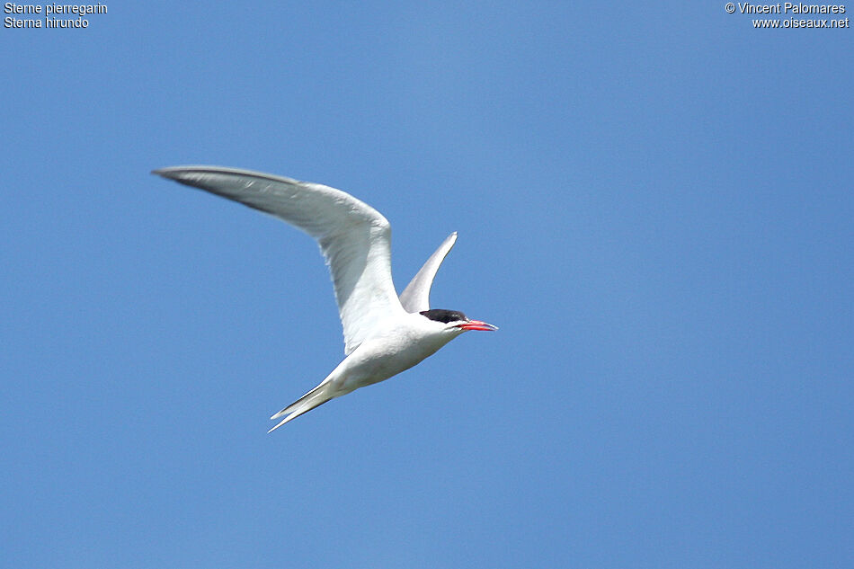 Common Tern