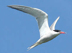 Common Tern