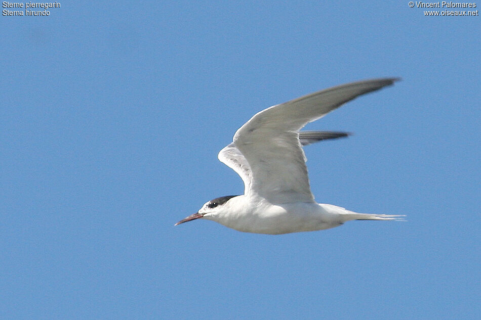 Common Tern