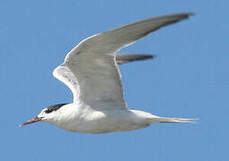 Common Tern