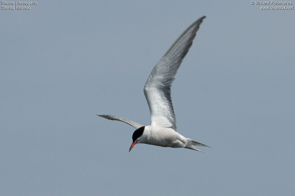 Common Tern