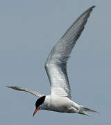 Common Tern