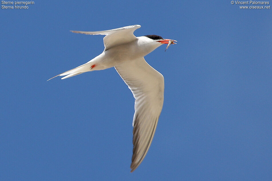 Common Tern