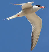 Common Tern