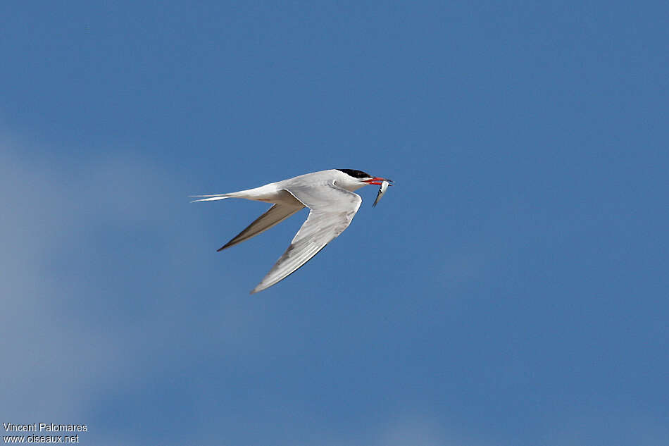 Common Ternadult, Flight, feeding habits