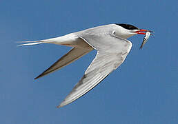 Common Tern