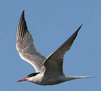 Common Tern