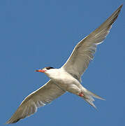 Common Tern