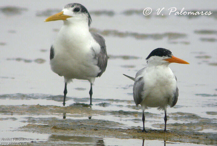 Lesser Crested Ternadult, close-up portrait