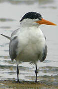 Lesser Crested Tern