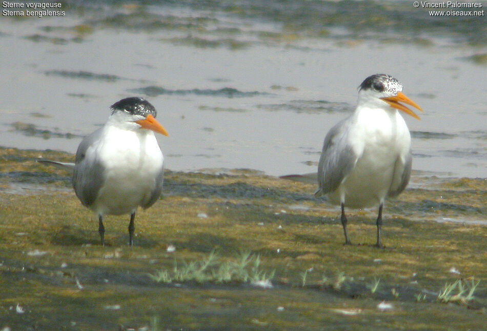 Lesser Crested Tern