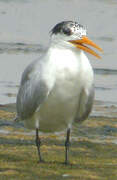 Lesser Crested Tern