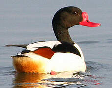 Common Shelduck