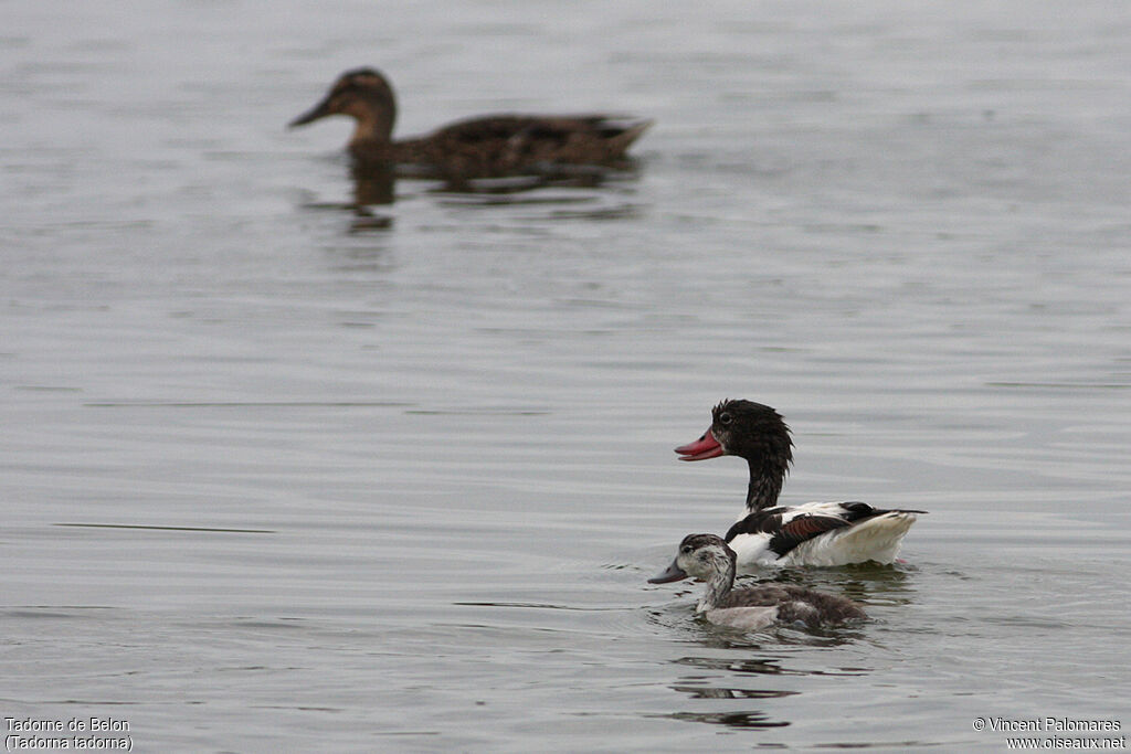 Common Shelduck