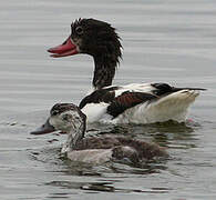 Common Shelduck