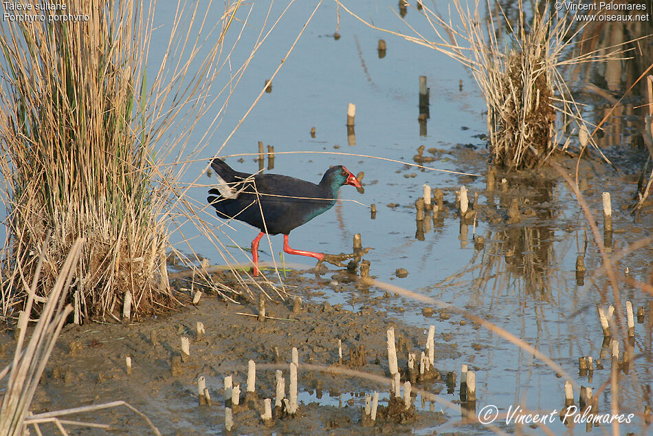 Western Swamphen