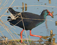 Western Swamphen