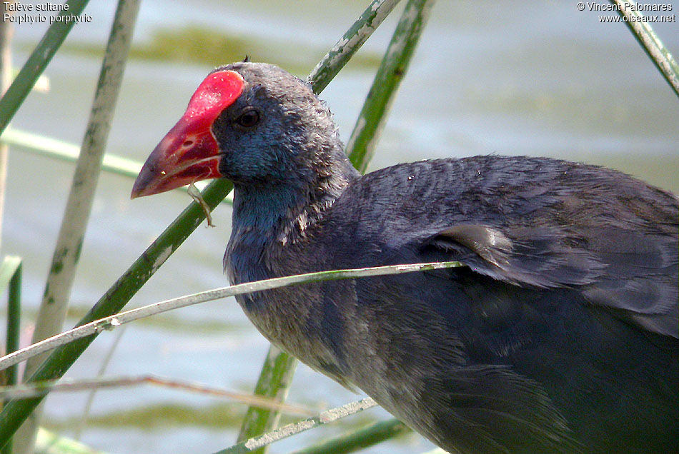 Western Swamphen