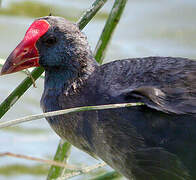 Western Swamphen