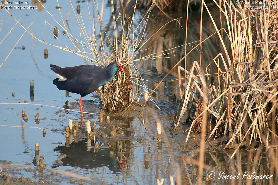 Western Swamphen