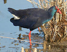 Western Swamphen