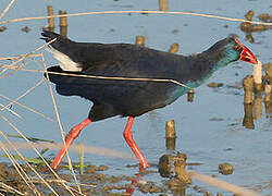 Western Swamphen