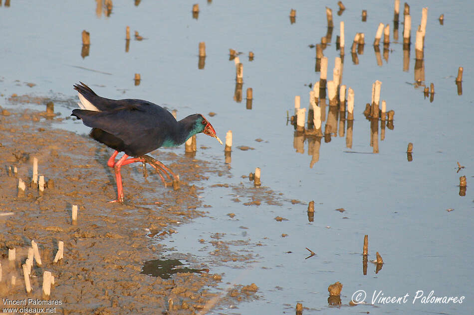 Western Swamphenadult, habitat, pigmentation, feeding habits