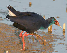 Western Swamphen