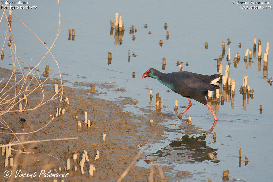 Western Swamphen