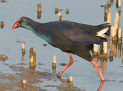 Western Swamphen