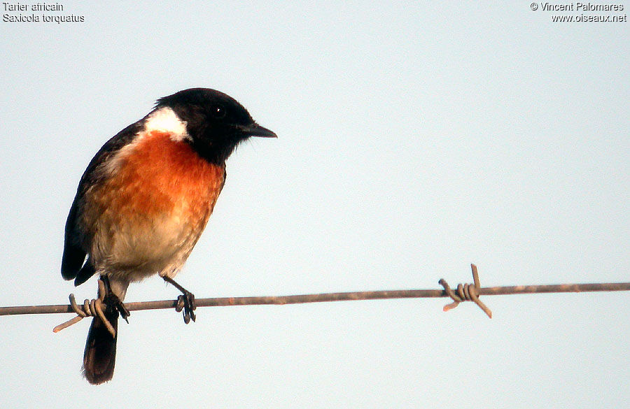 African Stonechat