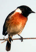 African Stonechat