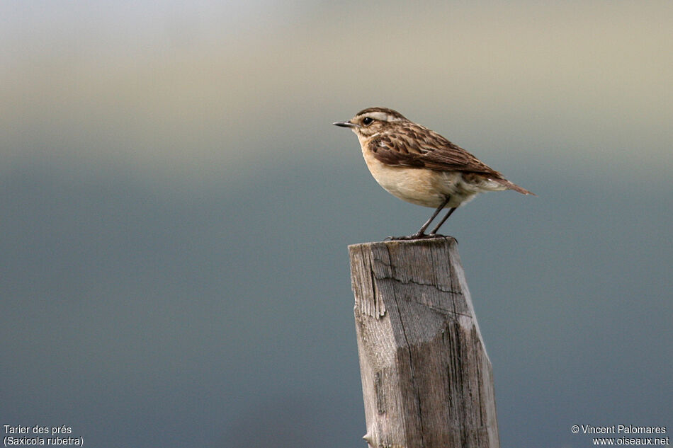 Whinchat