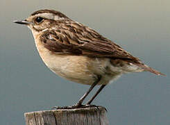 Whinchat