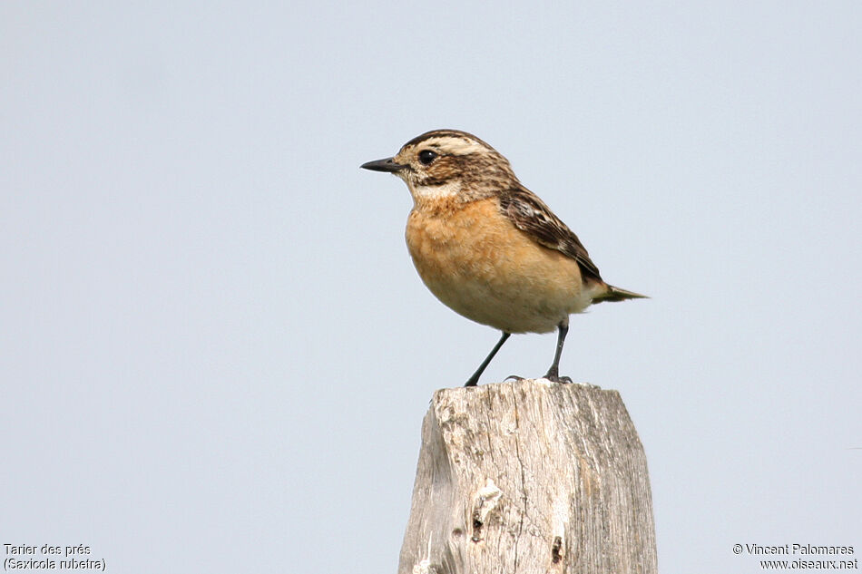 Whinchat