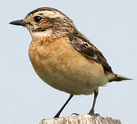 Whinchat